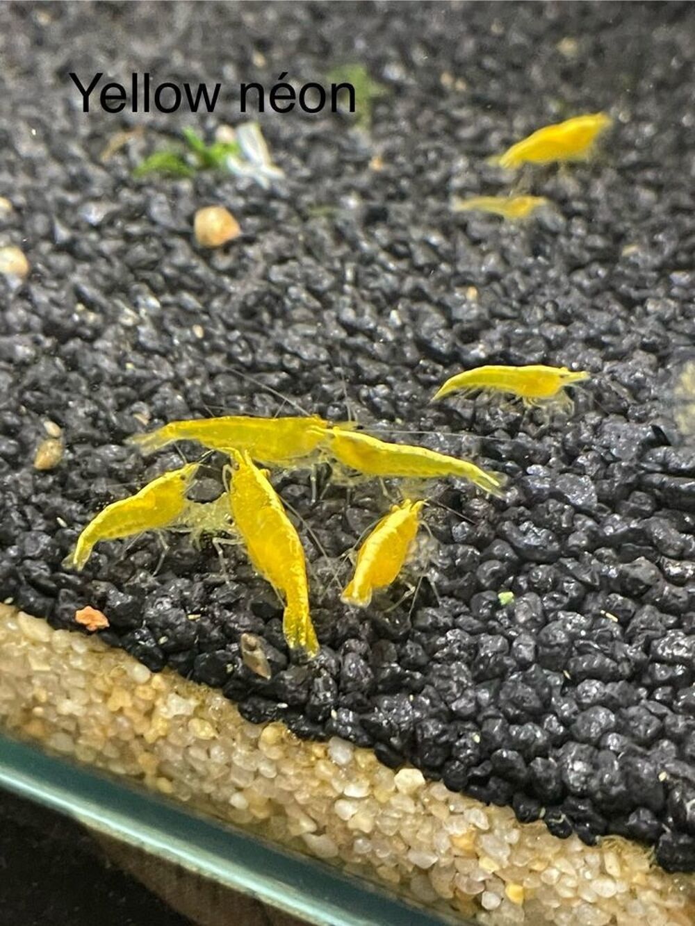 neocaridina par lot de 10 Décoration