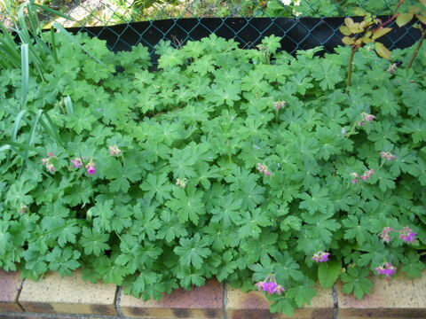 50 PIEDS DE GERANIUMS VIVACES ROSES 10 Elbeuf (76)