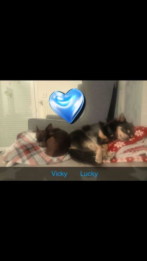 Chihuahua poil long 0 02100 Saint-quentin