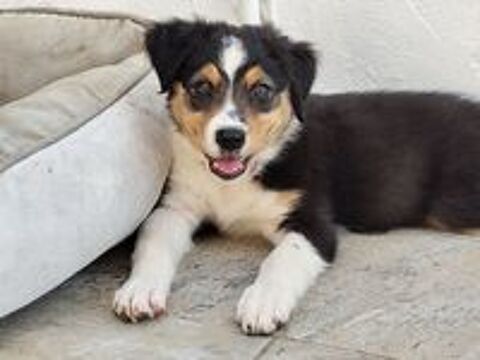   A adopter 