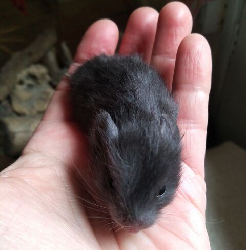 Bébés hamster syrien ( issue de sauvetage sevré le 28 mai . 0 26130 Montsgur-sur-lauzon