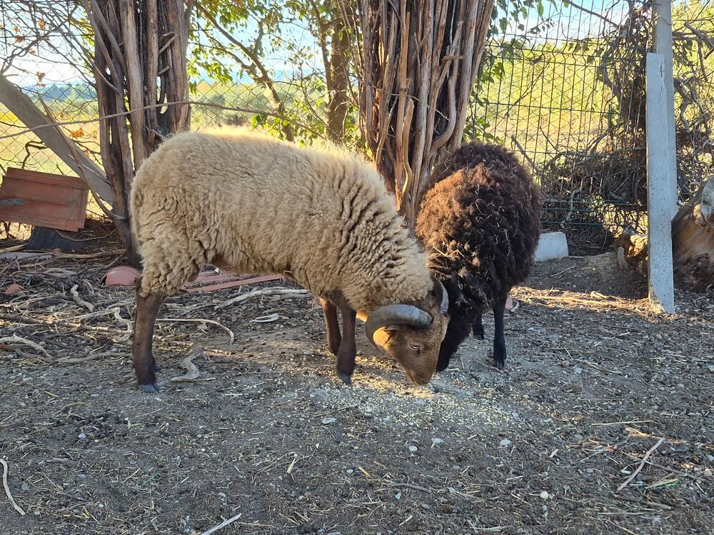   mouton bélier ouessant brun 