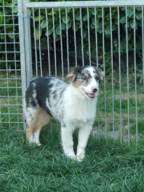 chiots berger australien 500 18250 Neuilly-en-sancerre