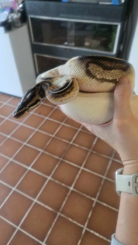 Terrarium+++Pythons+++élaphe 250 Villerbon (41)