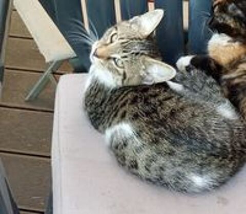   chaton mâle tabby (tigré gris) et blanc 