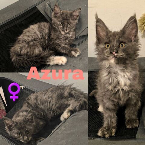 Maine coon loof 1600 77460 Souppes-sur-loing