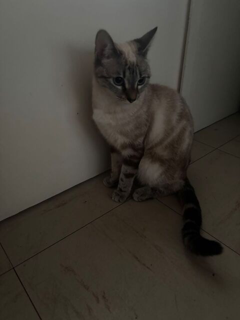 Chaton 9 mois 0 94270 Le kremlin-bic�tre