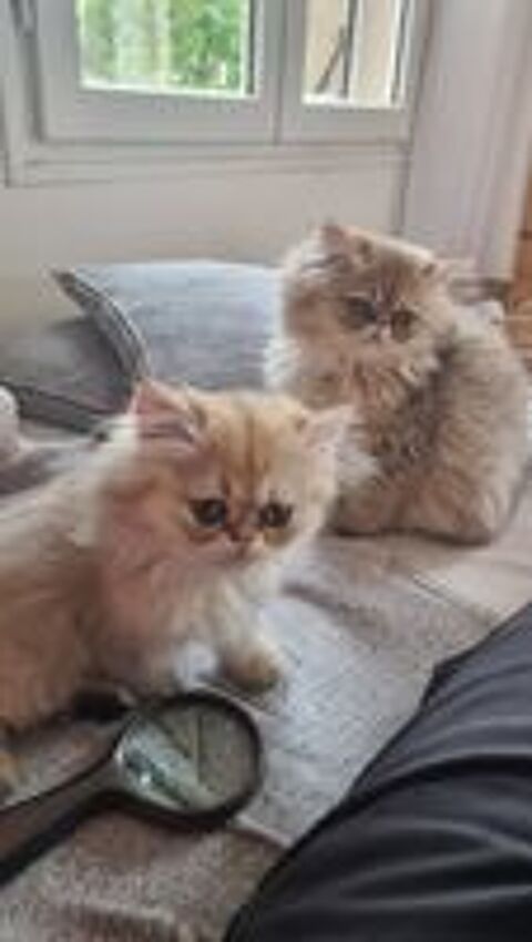   Chatons Persans Mâles  