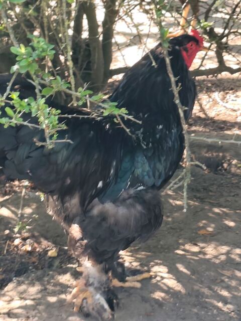 Coq brahma 25 51170 Courville