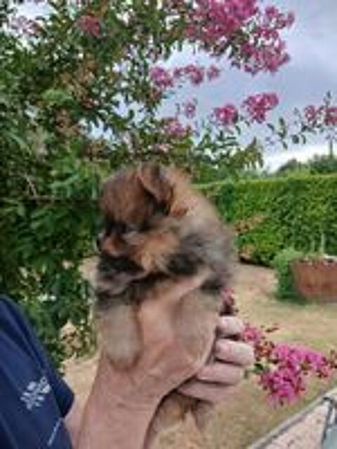   Chiots spitz 
