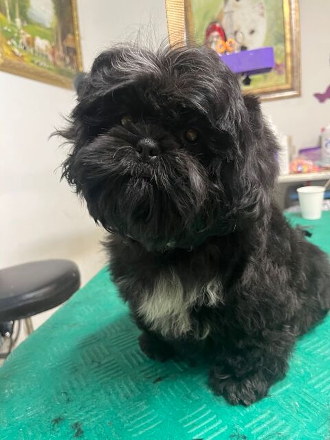Magnifique chiot shih tzu LOF 950 58350 Nannay