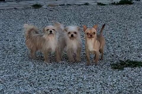 chiens chihuahuas 600 01000 Bourg-en-bresse
