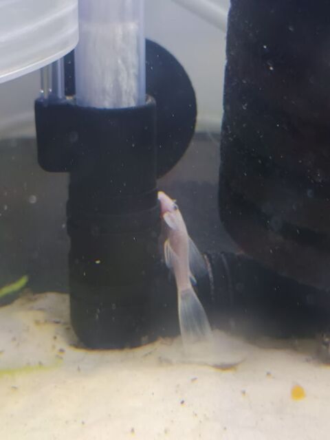 Ancistrus snow-white long fin 25 94380 Bonneuil-sur-marne