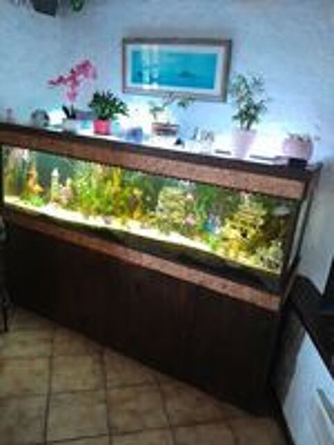   cherche don de poissons d'aquarium contre bon soin et amour 