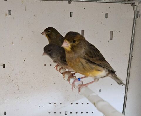 Femelle canaris 20 33140 Villenave-d'ornon