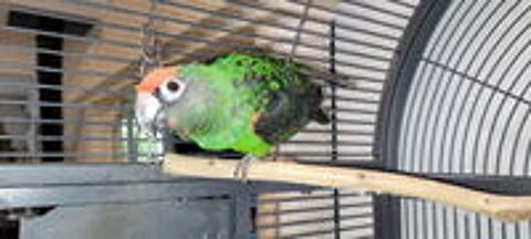   2 Perroquets Jardine femelle 