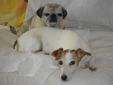 Garde animaux.
5 06130 Grasse