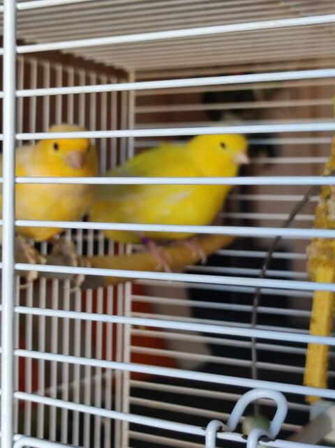 Don couple de canaris 0 63800 Cournon-d'auvergne