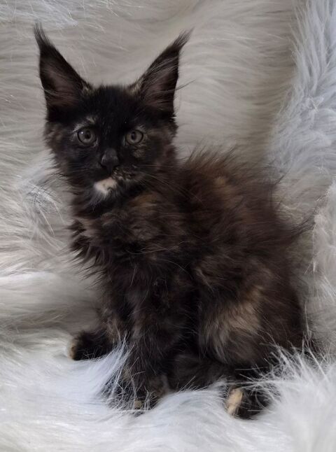 A reserver chatons maine coon 750 12240 Colombiès