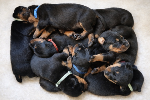 Chiots Bergers de Beauce (Beaucerons) LOF 1000 84240 La tour-d'aigues