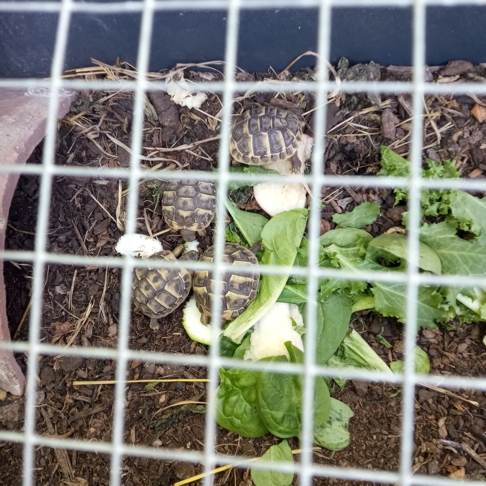   Tortues de terre 
