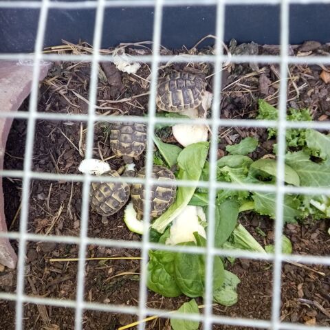 Tortues de terre 
50 13320 Bouc-bel-air