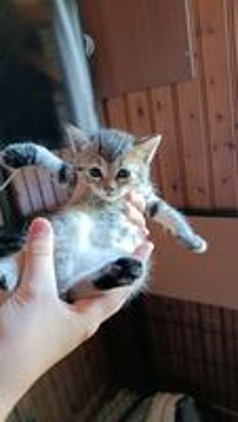   Chatons Val d'Oise 