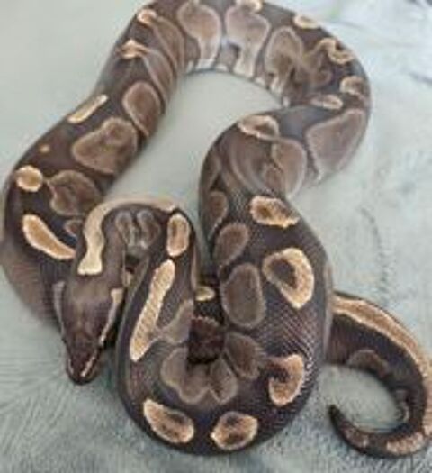   Python royal GHI femelle 