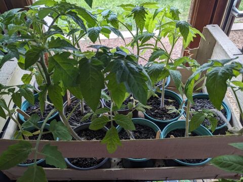 Plants tomates bio et fleurs 1.5 Clarafond-Arcine (74)