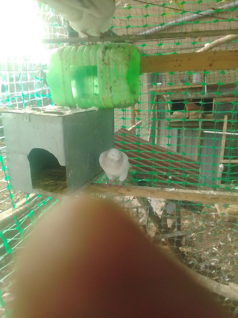   Pigeon texan  