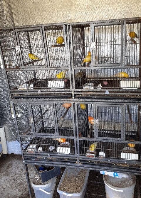 canaris par couple 
l. 40 85310 Saint-florent-des-bois