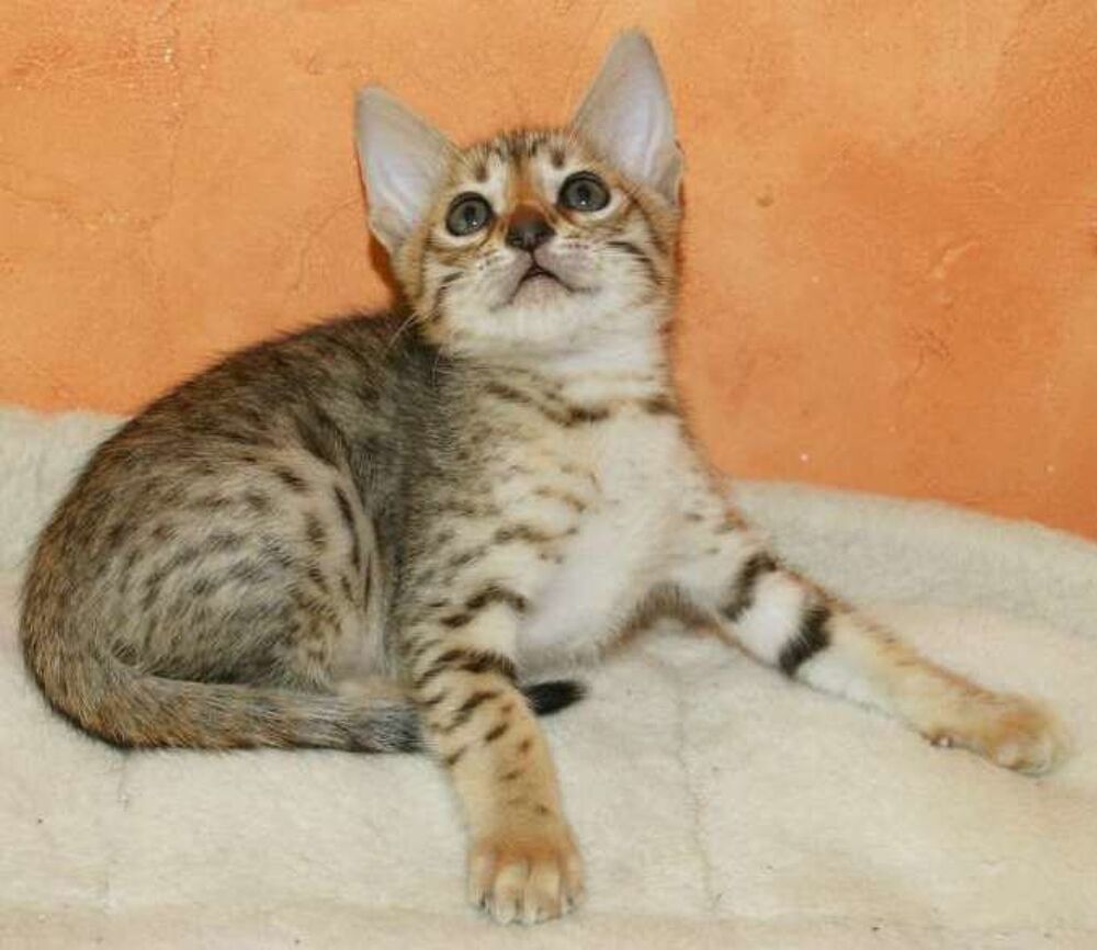   CHATON SAVANNAH LOOF 