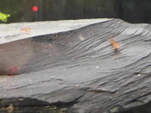    Crevettes Red Cherry 