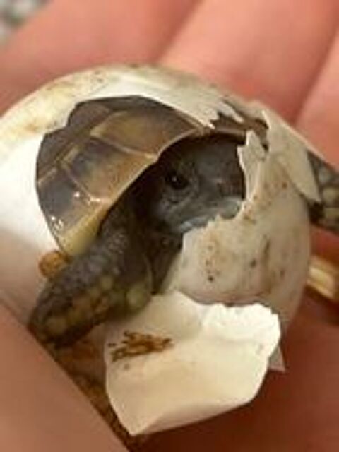   Tortue 