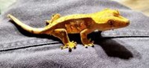   Gecko � cr�te / corelophus ciliatus femelle  