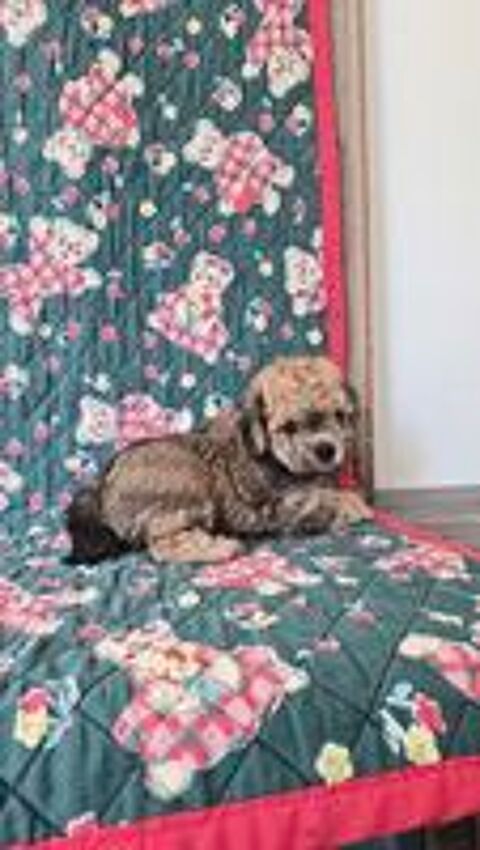   Chiots caniches toys mâle et femelles  