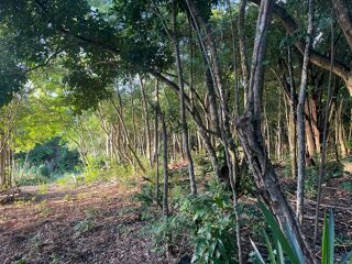  Terrain  vendre 500 m Bouillante