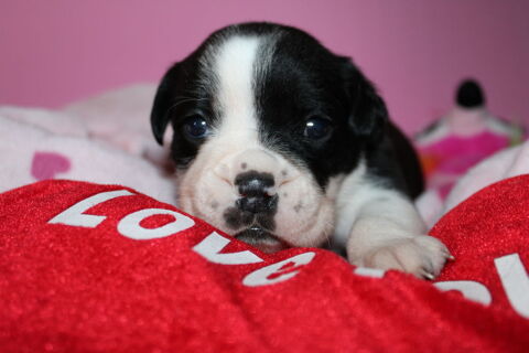 CHIOTS BULLDOG CONTINENTAL A RESERVER 1400 30000 N�mes