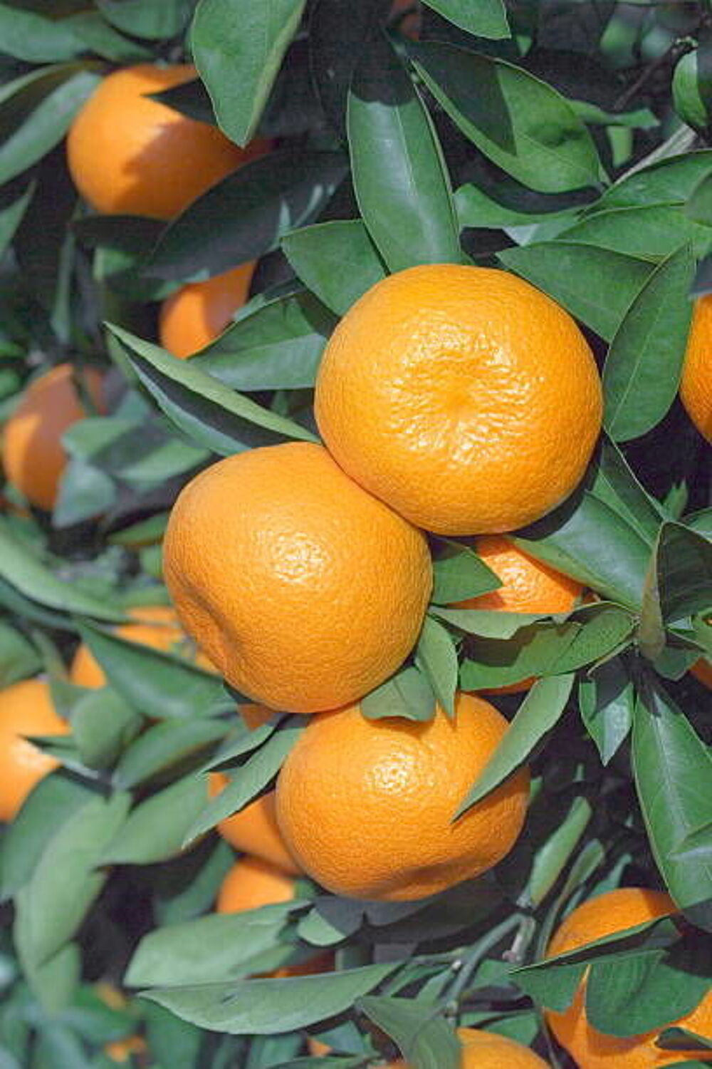 Mandarinier Rustique Japonais 'Satsuma' en container. Jardin