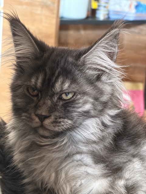 chaton maine coon loof 1200 85590 Treize-vents
