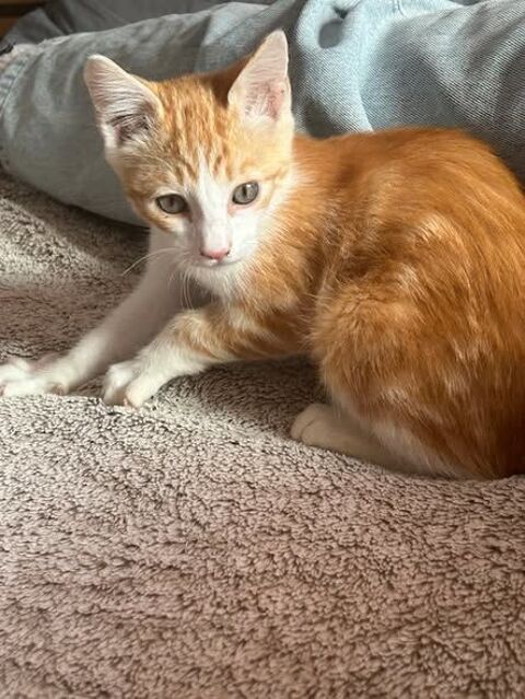 HUGGY 1 26200 Montlimar