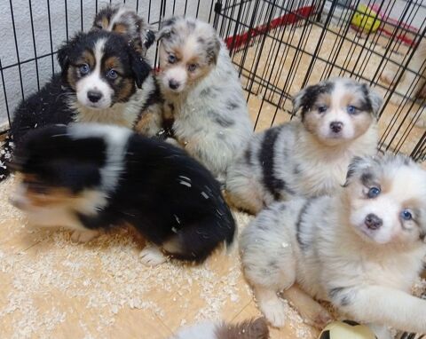 Manifique chiots berger australien lof 1000 77190 Dammarie-les-lys