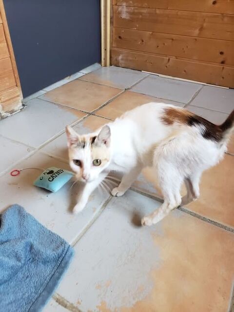 Chat ZELDA à l adoption 150 26350 Montchenu