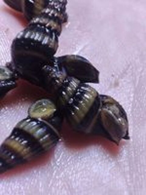   Escargots Helena ( mangeurs d'escargots) 