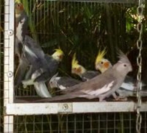   Perruches calopsittes 