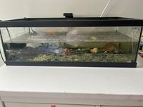   Aquarium + 2 tortues et un pleco 
