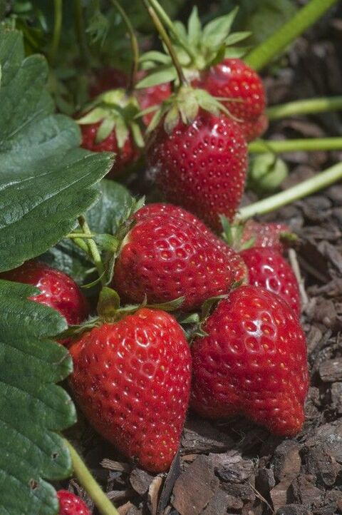 25 plants de fraisiers variete gento 8 Dgagnac (46)