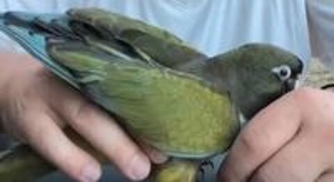   Conure de patagonie EAM 2026 