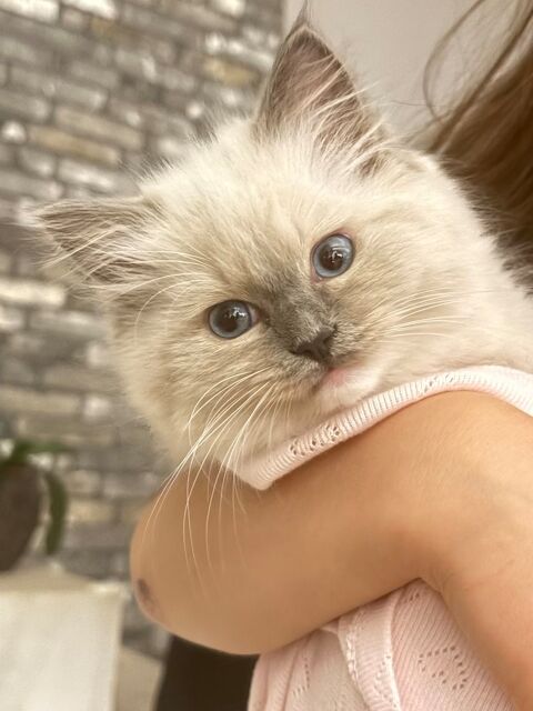 Chaton femelle ragdoll loof 1200 84810 Aubignan