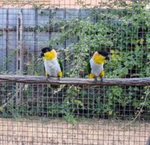   Caiques PALLIDUS  
